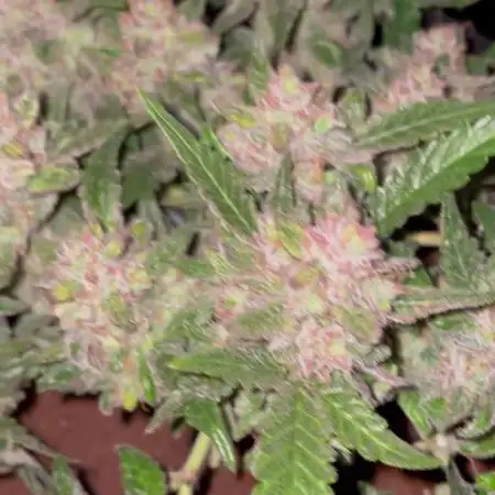 Blueberry Auto Zamnesia