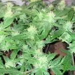 Blueberry Auto Zamnesia