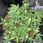 Blueberry Auto Zamnesia