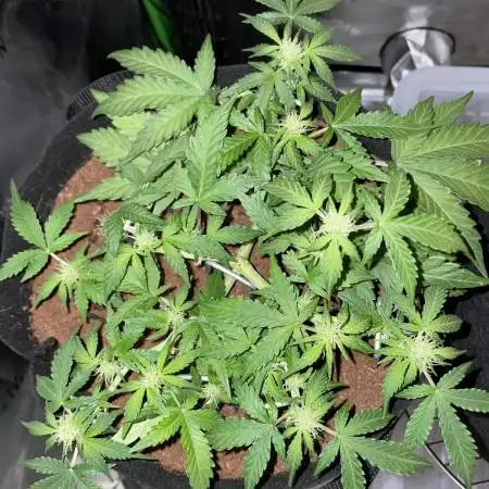 Blueberry Auto Zamnesia