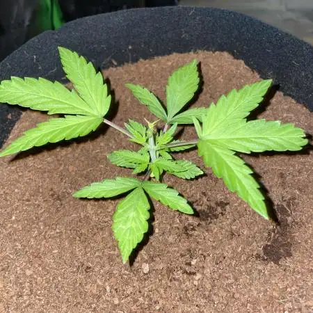 Blueberry Auto Zamnesia