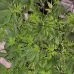 Purple Haze Nordkraut 25l Pot