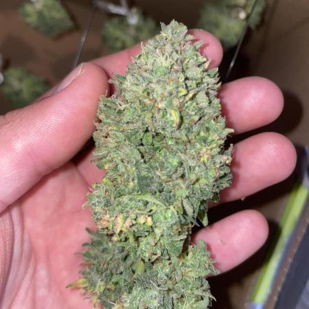 Cheese Automatic