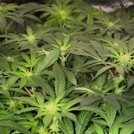 Purple Haze Nordkraut 25l Pot