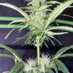 Amnesia Haze XXL Auto