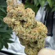 Neuralyzer Nuggs (Auto)