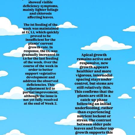 Zushi - Seed Junky Genetics (cuts)