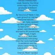 Zushi - Seed Junky Genetics (cuts)