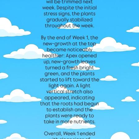 Zushi - Seed Junky Genetics (cuts)