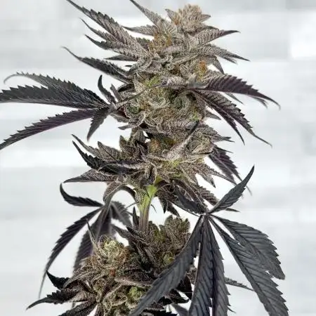 Nose Candi - Grounded Genetics