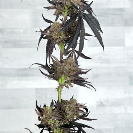 Nose Candi - Grounded Genetics