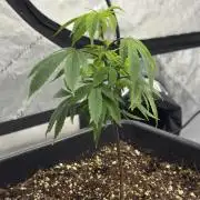 Zushi - Seed Junky Genetics (cuts)