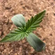 Trichome & Creame Auto - Hermie Grow
