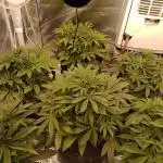 1st time grow