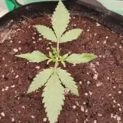 Guava Auto ( first grow of fast buds )