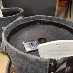 Membrana Hyper Autofem von VIP Seeds
