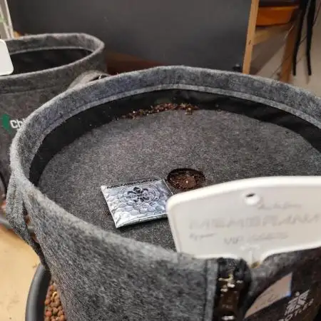 Membrana Hyper Autofem von VIP Seeds