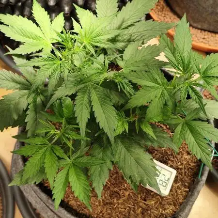 Glue Gelato Auto Strain by Barneys Farm
