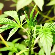 Guava Sundae Automatic Von 2Fast4Buds