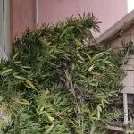 ROOTIES outdoor summer grow 2025