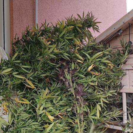 ROOTIES outdoor summer grow 2025