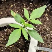 Guava Sundae Automatic Von 2Fast4Buds