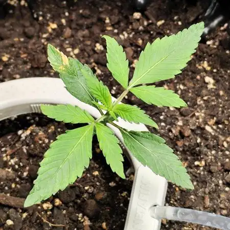 Guava Sundae Automatic Von 2Fast4Buds