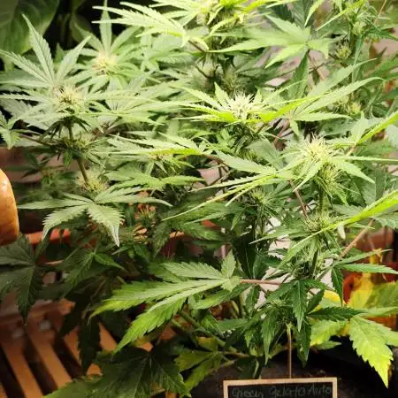 Green Gelato Automatic von Royal Queen Seeds