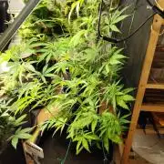 Membrana Hyper Autofem von VIP Seeds