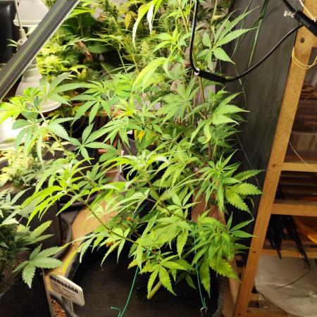 Membrana Hyper Autofem von VIP Seeds