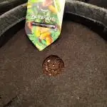 Black Runtz von Zamnesia seeds