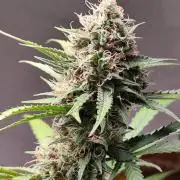 Rainbow Sherbet Automatic von Zamnesia