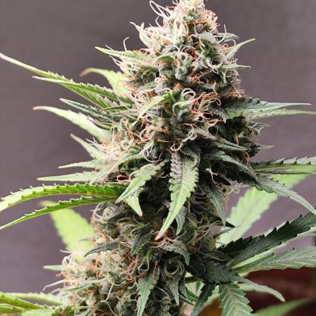 Rainbow Sherbet Automatic von Zamnesia