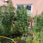 ROOTIES outdoor summer grow 2025