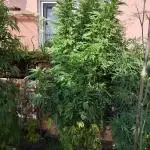 ROOTIES outdoor summer grow 2025