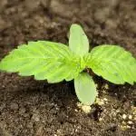 Lemon Cherry Cookies Auto von FastBuds