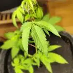 Membrana Hyper Autofem von VIP Seeds