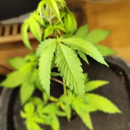 Membrana Hyper Autofem von VIP Seeds