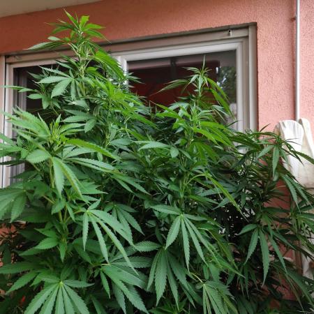 ROOTIES outdoor summer grow 2025