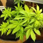 Membrana Hyper Autofem von VIP Seeds