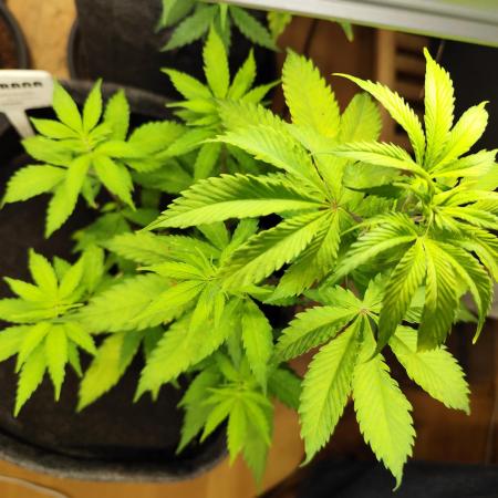 Membrana Hyper Autofem von VIP Seeds