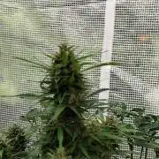 Auto Jack  von Paradise Seeds