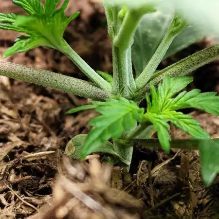 Z-Up Automatic von FastBuds