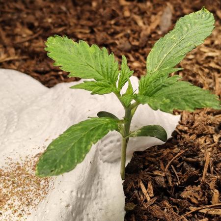Cafe Racer Autoflower von Blimburn Seeds
