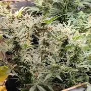 Z-Up Automatic von FastBuds