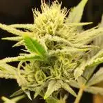 Z-Up Automatic von FastBuds