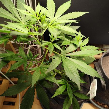 Rainbow Sherbet Automatic von Zamnesia