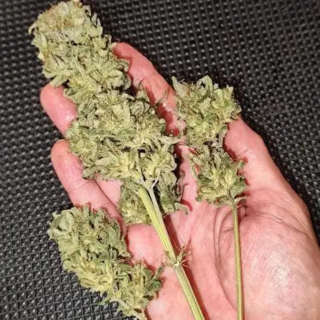 Green Gelato Automatic von Royal Queen Seeds