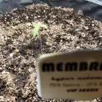 Membrana Hyper Autofem von VIP Seeds