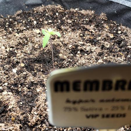 Membrana Hyper Autofem von VIP Seeds